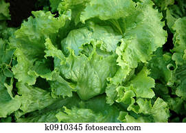 fresh lettuce fresh lettuce