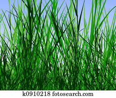 Grass jungle Grass jungle