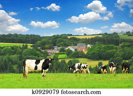 Cows in a pasture Cows in a pasture