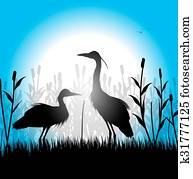 herons herons