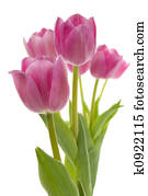 Tulips Tulips
