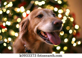 Christmas dog Christmas dog