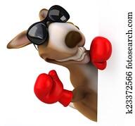 divertimento, canguru