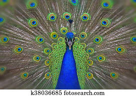 peacock peacock