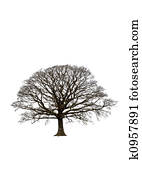 Abstract Winter Oak Tree Abstract Winter Oak Tree