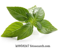 Basil Basil
