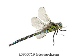dragonfly dragonfly