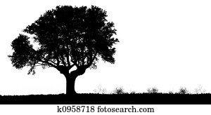 Tree Tree