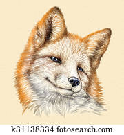 engrave fox illustration engrave fox illustration