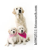 family dogs family dogs