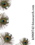 Peacock Feather Beauty