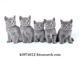 britânico, shorthair, gatinhos