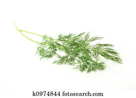 Dill herb Dill herb