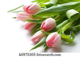 Fresh Pink Tulips