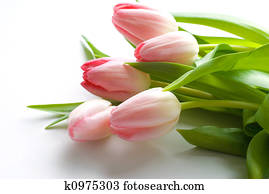 Fresh Pink Tulips