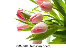 Fresh Pink Tulips