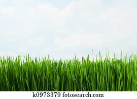 Grass