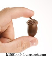 Hand holding acorn.