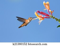 hummingbird