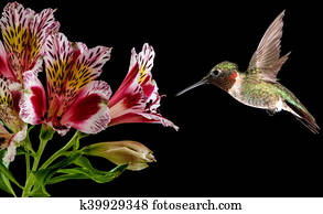 Hummingbird feeding from pink flower Hummingbird feeding from pink flower