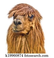 Alpaca Stock Photos | Our Top 1000+ Alpaca Images | Fotosearch