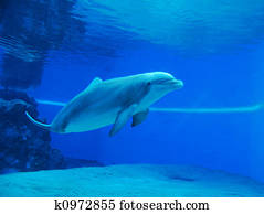 Swimming Dolphin Swimming Dolphin