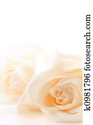 Beige roses background