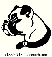 boxer hund, kopf boxer hund, kopf