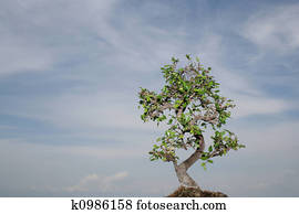colour bonsai isolated colour bonsai isolated