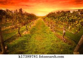 Grape vines Grape vines