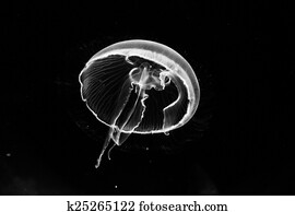 Jellyfish Jellyfish