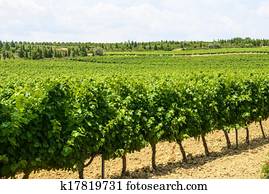 Vineyards in Languedoc-Roussillon