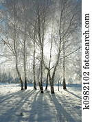 Winter forest Winter forest