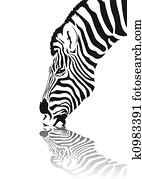 Zebra Zebra