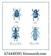Beetle, Broad-Nosed Weevil and Buprestis Beetle Vintage Collection Beetle, Broad-Nosed Weevil and Buprestis Beetle Vintage Collection