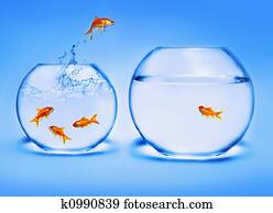 goldfish jumping out of the water