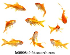 Group of goldfishes Group of goldfishes