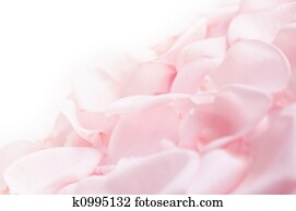 Pink rose petals