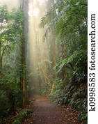 rain forest light rain forest light
