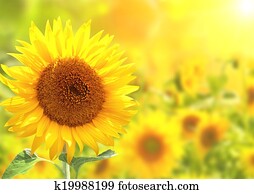 Bright yellow sunflowers Bright yellow sunflowers