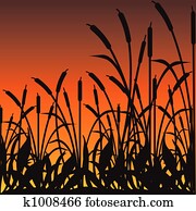 bulrushes bulrushes