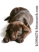 Chocolate Lab Puppy