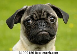 Dog Dog
