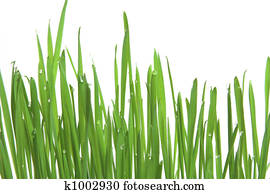 Green grass, horizontal format