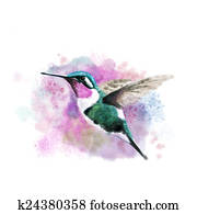hummingbird hummingbird