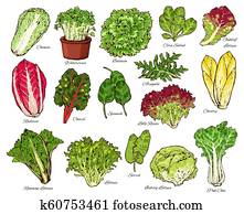 Salads and farm lettuce vegetables vector sketch Salads and farm lettuce vegetables vector sketch