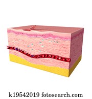 Tissue repair on human skin Tissue repair on human skin