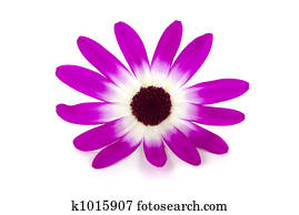Daisy Daisy