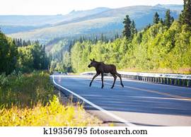 Moose Moose