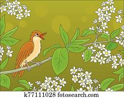nachtigall, singen, zweig, mit, blumen nachtigall, singen, zweig, mit, blumen